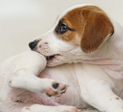 AE_PET_dermatiteCao_web-1024x476-1