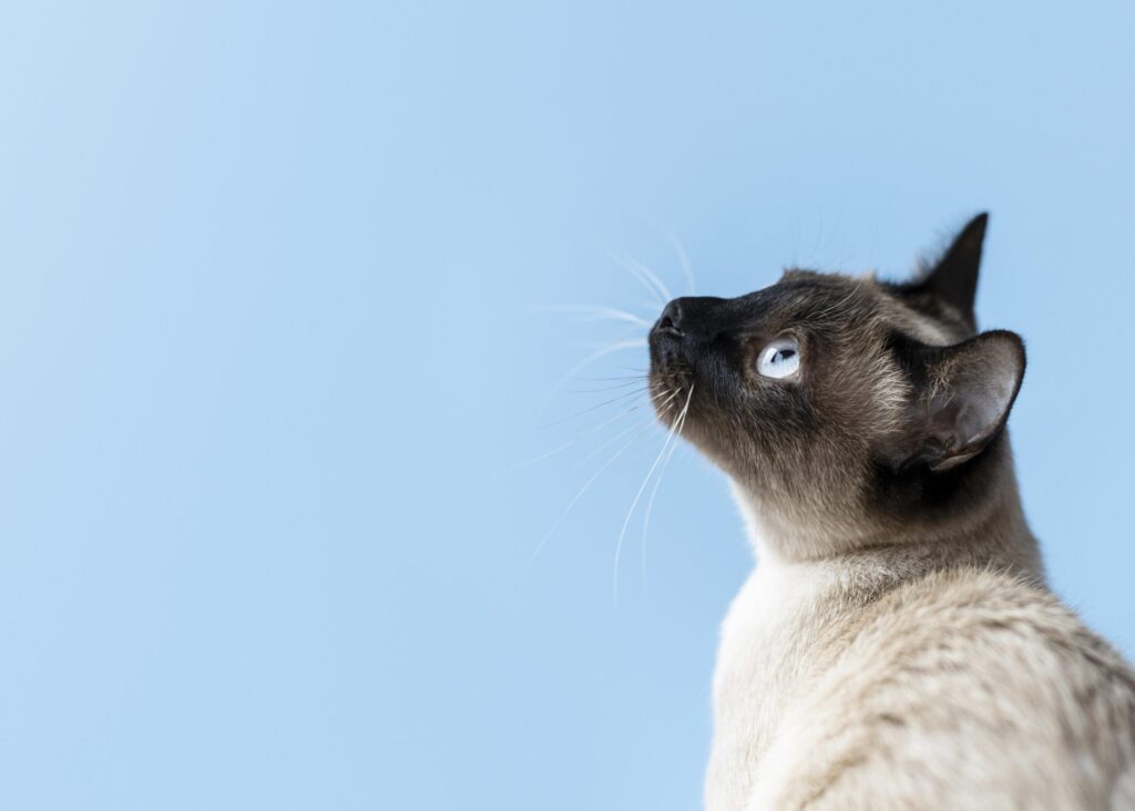 lisina para gatos