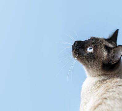 lisina para gatos