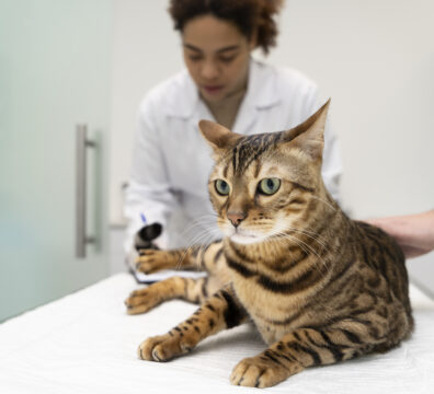 close-up-veterinarian-helping-cat
