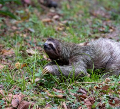 A closeup of a Two-toed sloth on the ground covered in leaves and grass under the sunlight at daytime