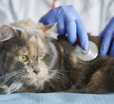 Doctor testing animal with a stethoscope