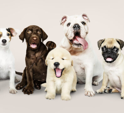 Group portrait of adorable puppies