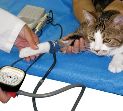 medir-pressão-sanguine-em-gatos