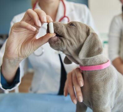 Some vitamins for small puppy
