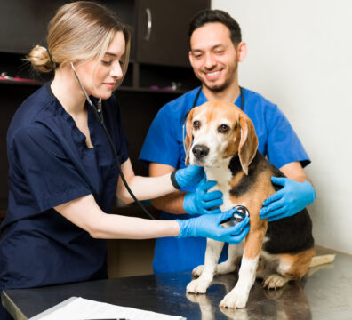 Happy veterinarian woman using a stethoscope to listen to the heart of a cute beagle dog. Caucasian vet and hispanic man examining a sick pet