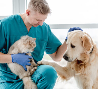 Smiling vet with golden retriever dog and fluffy cat in veterinarian clinic