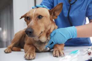Giárdia em cães e gatos: sintomas e tratamento