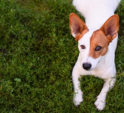 jack russell terrier dog on the green grass. copy space