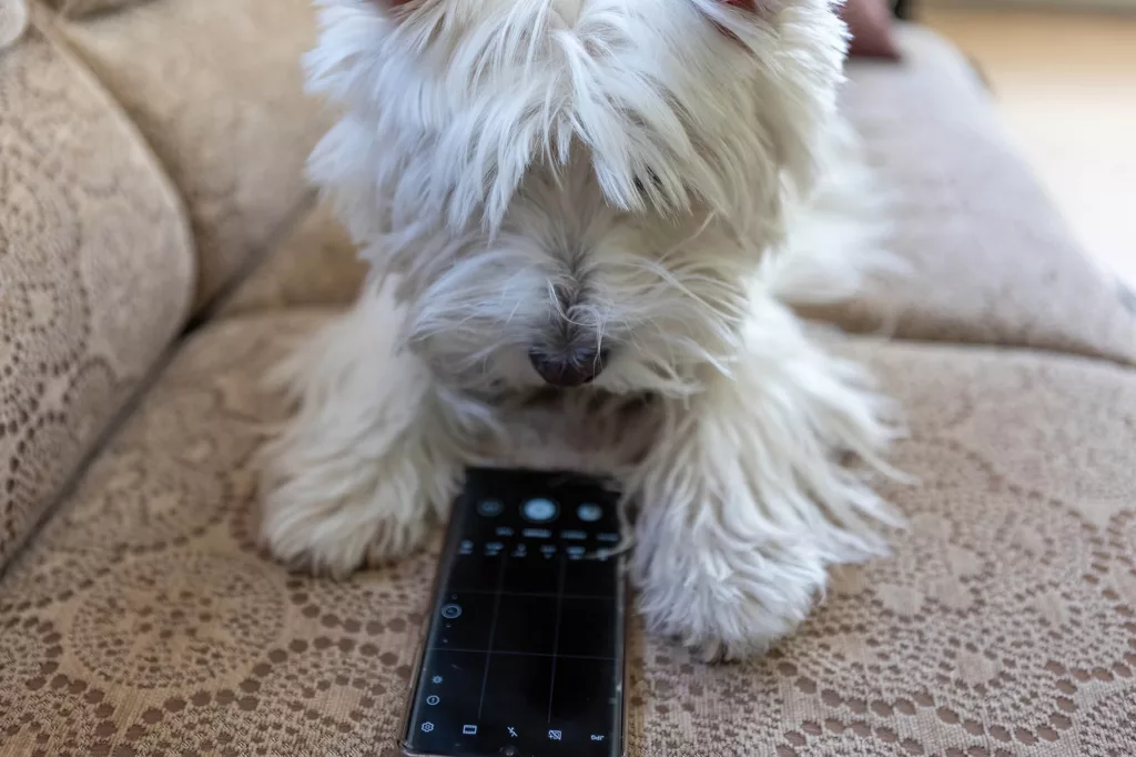 aplicativos para pets