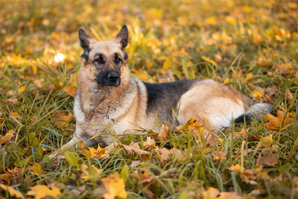Condroitina para pets