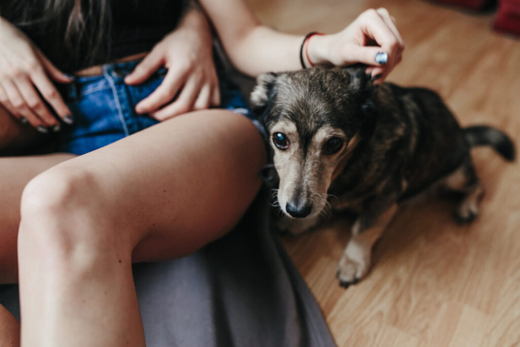 Alimentos para cão idoso