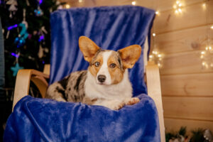 A importância do cálcio para o fortalecimento ósseo em pets