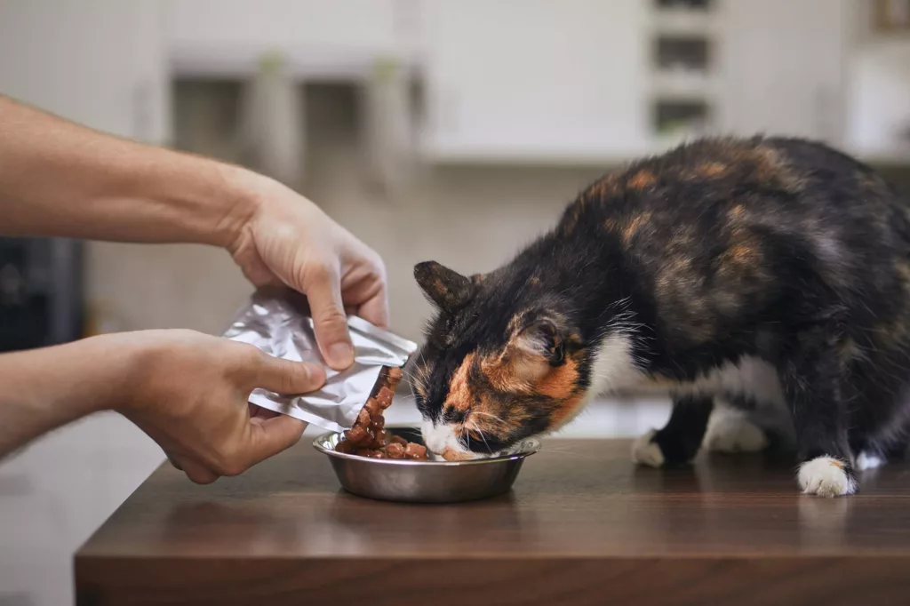 Sachê para gatos