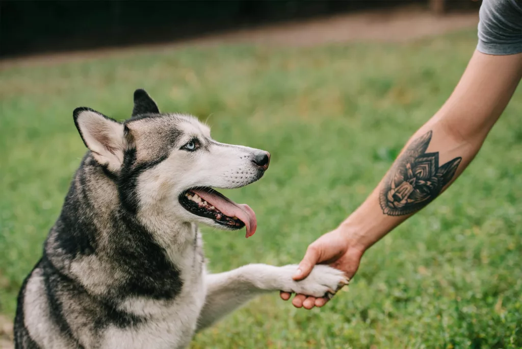 Tatuagem de pets