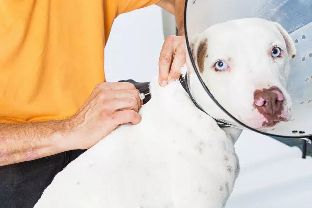 Microchipagem em pets
