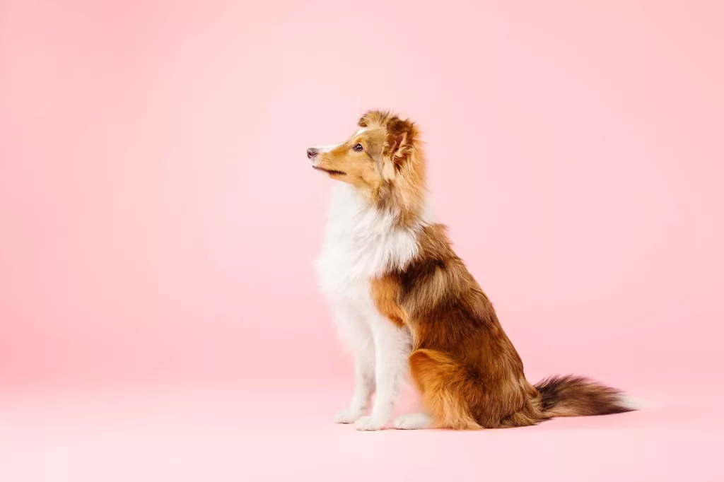 Outubro rosa pet