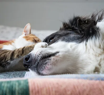 cute-little-dog-and-cat-in-bed-2024-02-22-13-05-13-utc