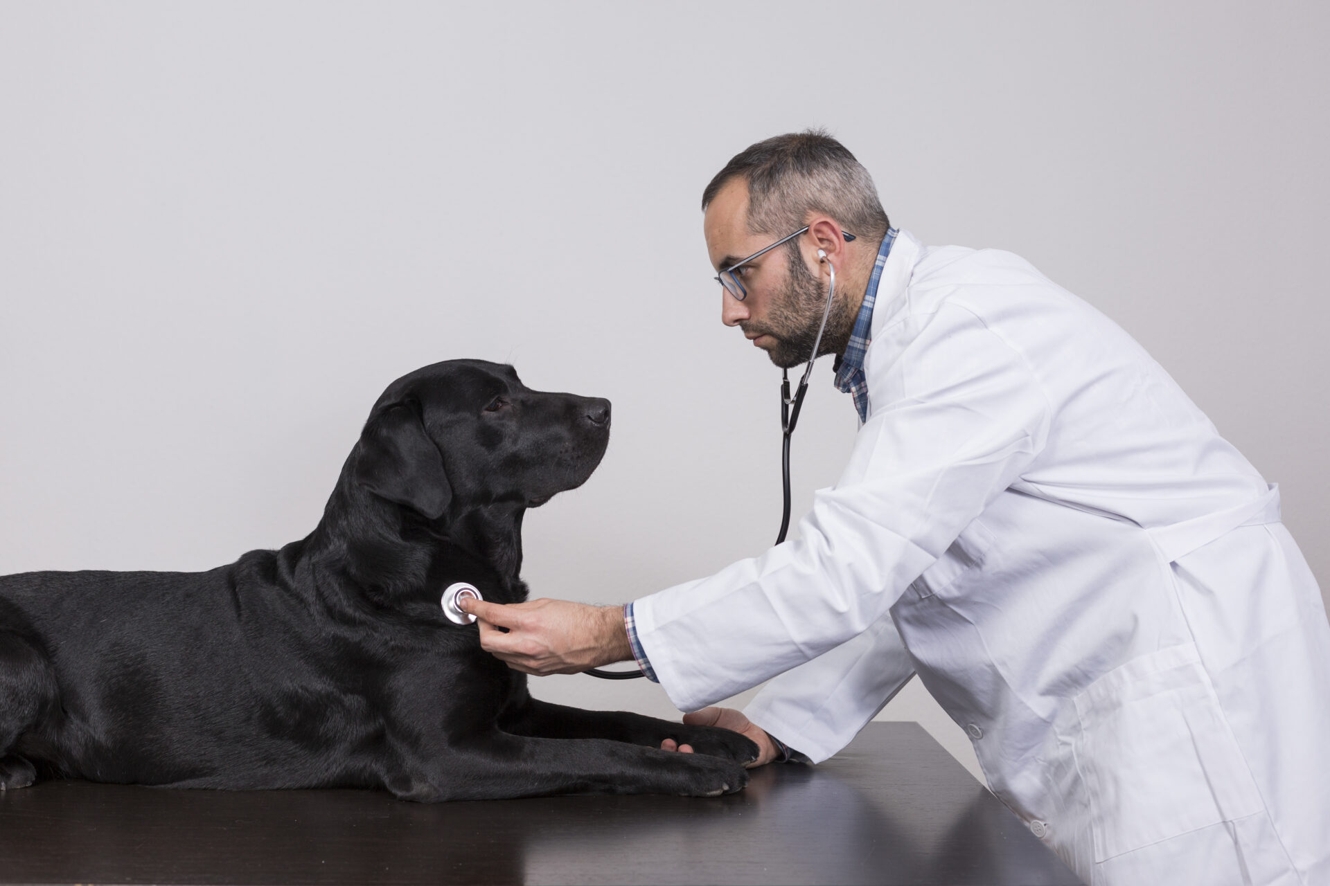 Veterinário examinando um labrador para identificar sinais de problemas articulares em cães