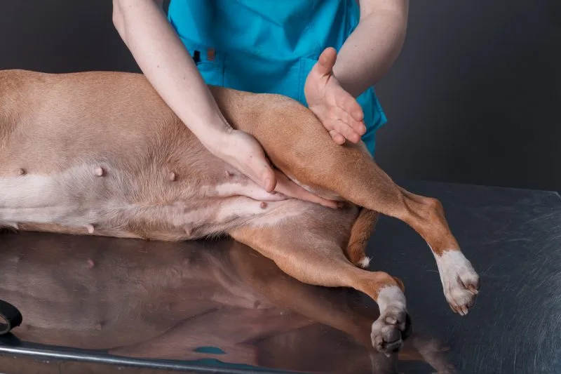 Médica-veterinária examinando a articulação do quadril de um cão para avaliar problemas articulares
