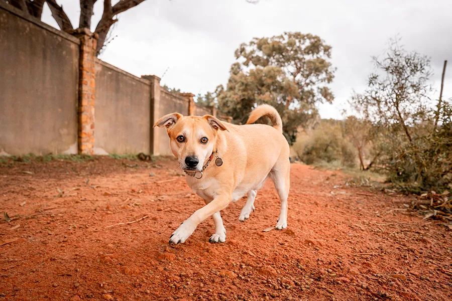 cães com intestino desregulado