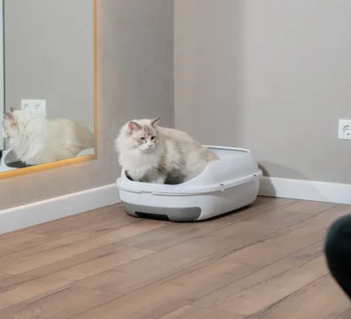 a-light-colored-cat-sits-comfortably-in-a-litter-b-2025-01-27-05-46-06-utc