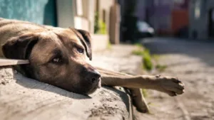 cachorro-maus-tratos