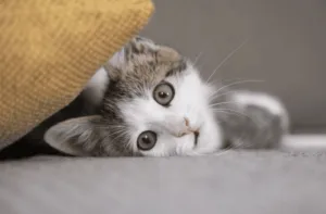 nutrientes-para-gatos