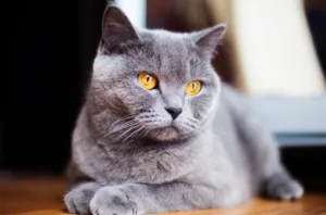 Fique atento aos principais sintomas de doenças oculares em gatos