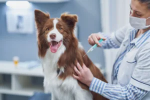 Calendário anual de vacinação para cães e gatos