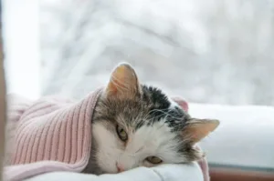 Cuidados para prevenir e tratar sintomas de gripe em pets