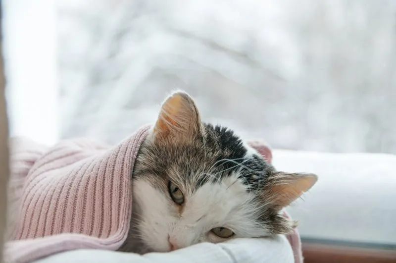 gripe-em-pets-cuidado gripe-em-pets-cuidado