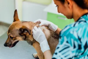 Nutrição é aliada no tratamento veterinário contra malasseziose