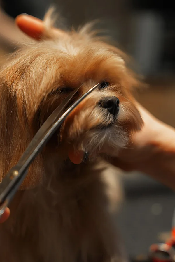 Alguns animais podem ter alopecia após o corte de tosa