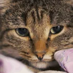 Gatos sofrem com rinotraqueíte felina