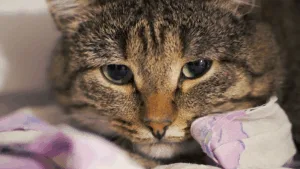 Rinotraqueíte felina: sintomas, cuidados e prevenção