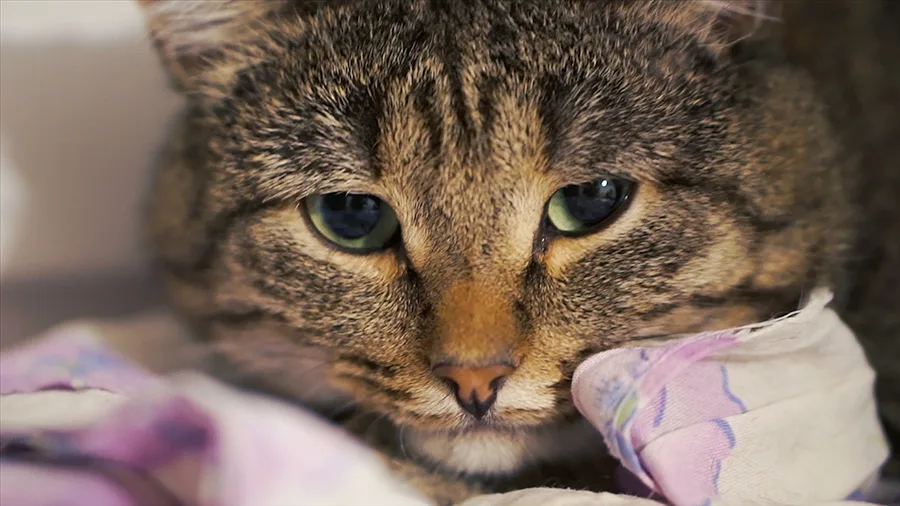 gatofofo Gatos sofrem com rinotraqueíte felina