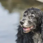 mobilidade em pets idosos
