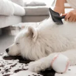 nutrição e pelagem de cães e gatos