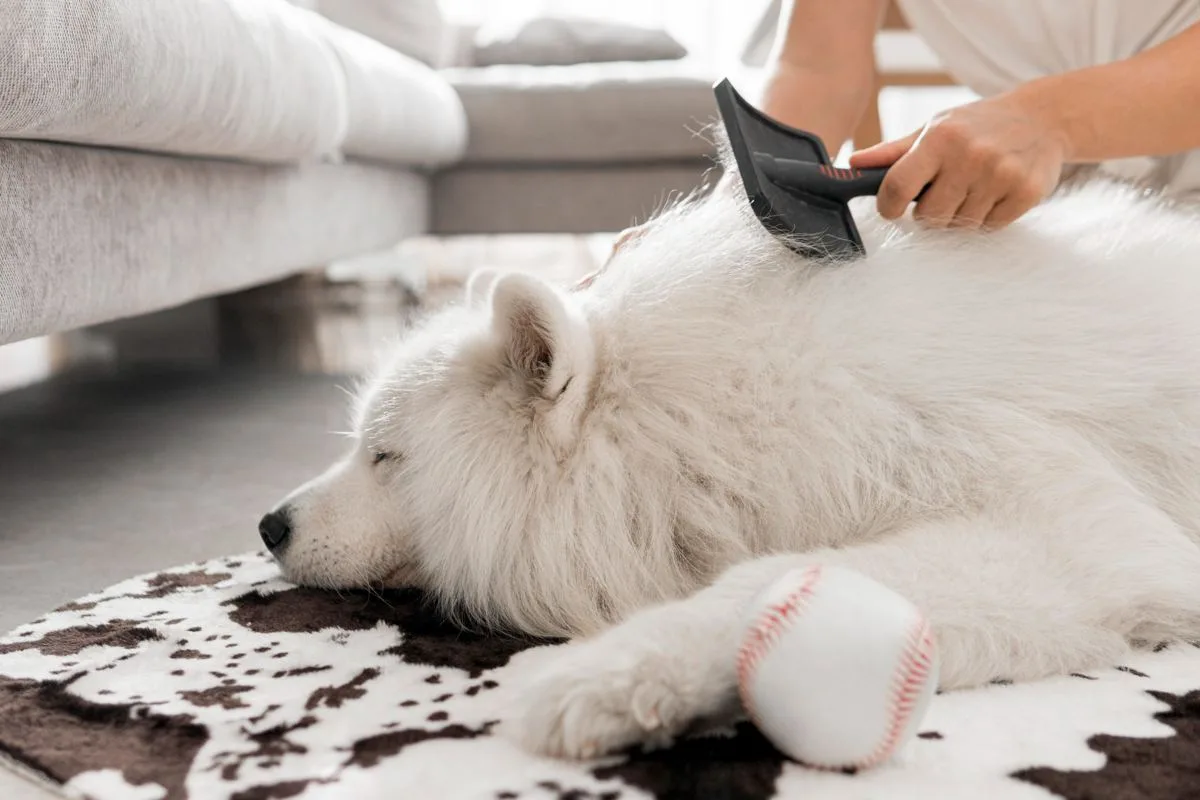 nutrição e pelagem de cães e gatos