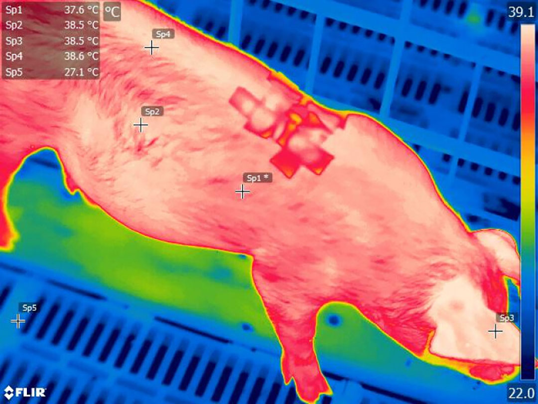Prize for predicting best temperatures for piglets - Pig Progress