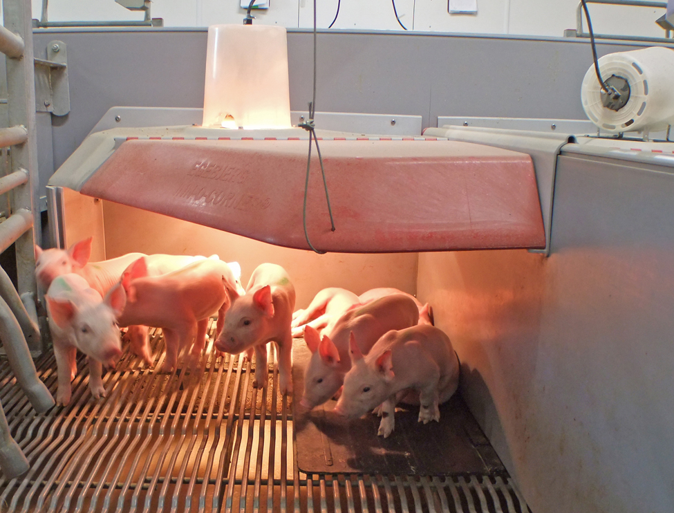 Helping high-risk piglets in the farrowing room | ontario.ca