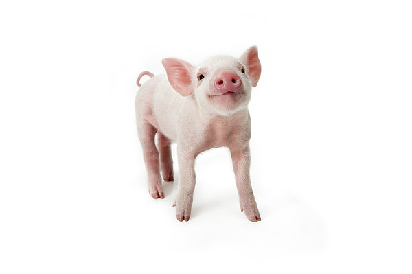 Pig Standing Looking Up, White Greeting Card by Digital Zoo