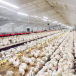 manejo nutricional na mitigação do calor na avicultura