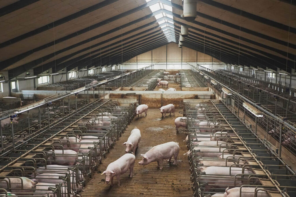 saúde intestinal e a imunidade do anima