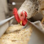 Sistema imunológico das aves e a relação com a nutrição