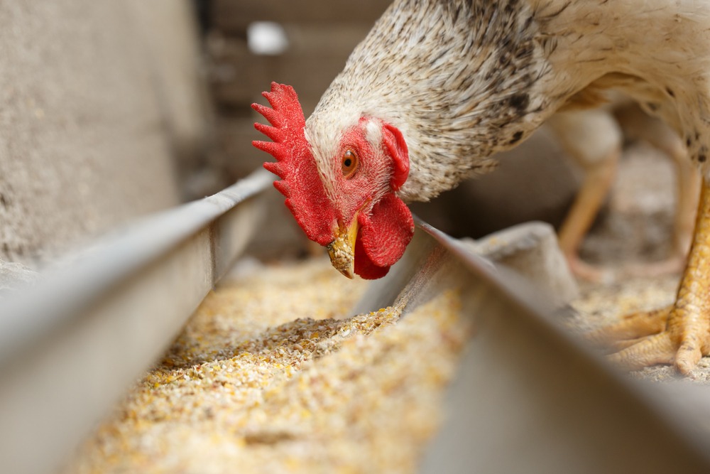 Sistema imunológico das aves e a relação com a nutrição