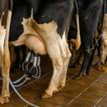 Nutrição funcional e saúde da glândula mamária