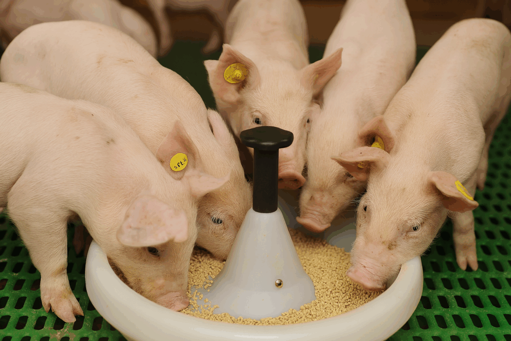 colonização precoce da microbiota em leitões