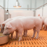 Saúde intestinal em suínos